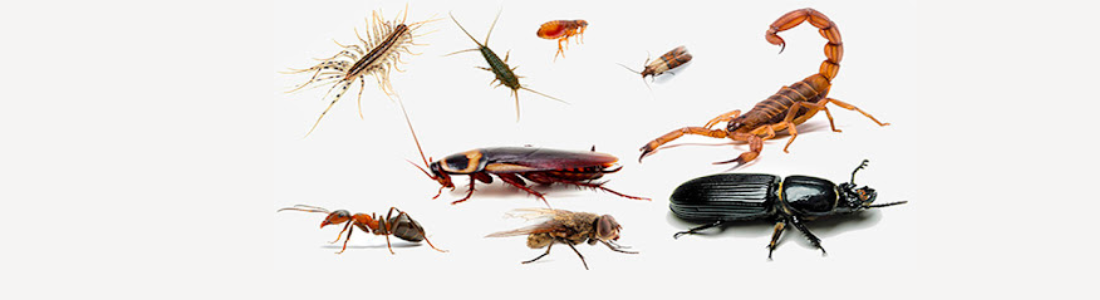 Como Dedetizar Insetos Rasteiros  24 HORAS